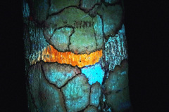 9_DSCF7995_KittyParanagua