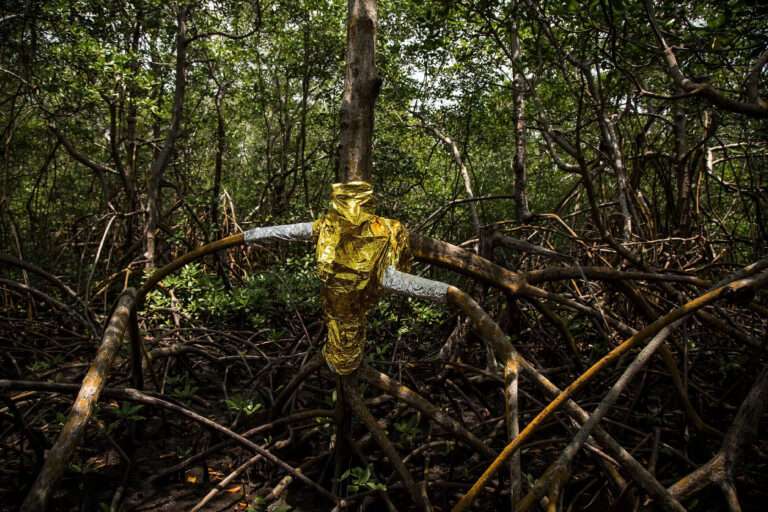 Lee más sobre el artículo Árbol